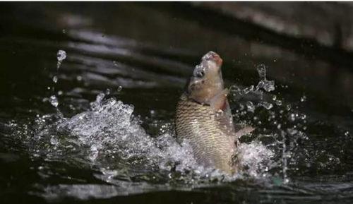 娱乐吃瓜酱钓鱼视频,娱乐吃瓜酱带你揭秘钓鱼视频背后的趣味与技巧