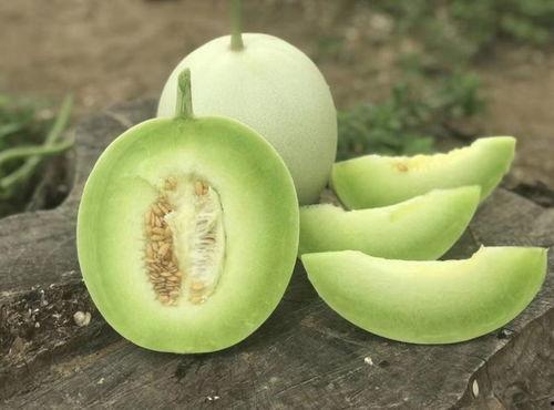 甜瓜吃葫芦瓜视频大全,视频大全中的美味对决