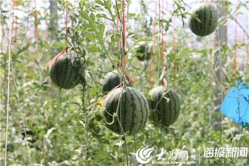 悦容公园吃瓜视频下载,揭秘网红美食背后的故事