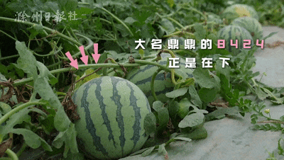 安徽滁州男子吃瓜视频,揭秘夏日消暑新潮流