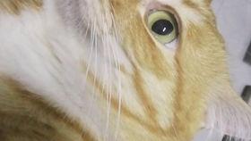 黄瓜猫吃瓜视频在线观看