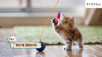 小猫咪可以吃籽瓜吗视频,籽瓜的适宜性探讨