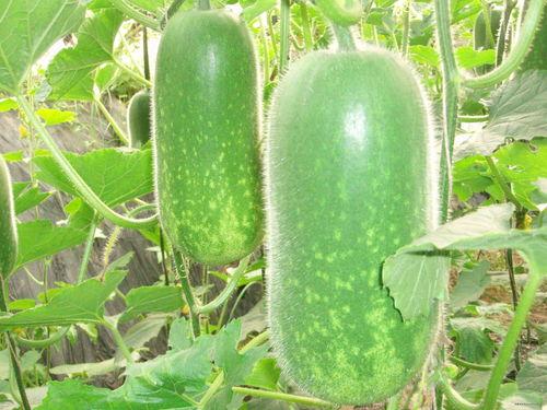 合肥大网红吃瓜事件视频,揭秘网络舆论的风云变幻